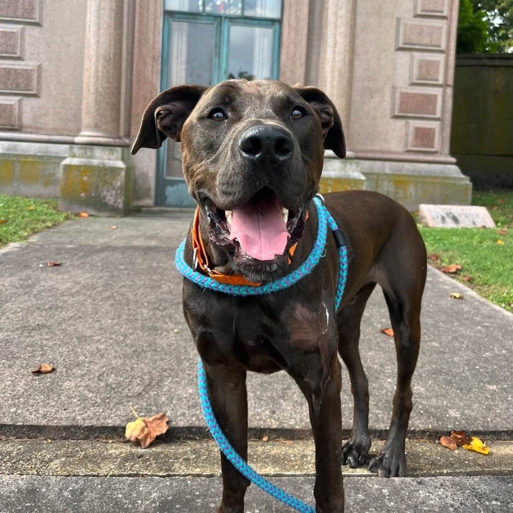 Photo of Ampersand, adoptable Mixed Breed (Large) in St. Louis, Missouri