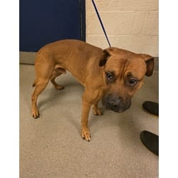 Photo of Luca, adoptable Terrier (Unknown Type, Medium) in Doral, Florida