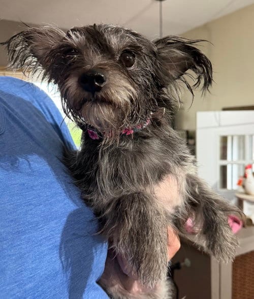 Photo of Shaye, adoptable Shih Tzu in Grafton, Wisconsin