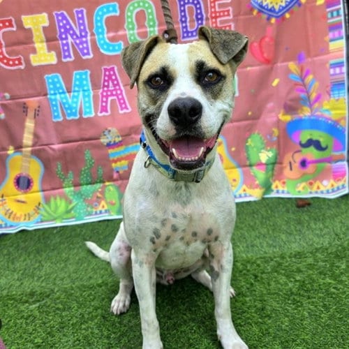Photo of Toby, adoptable German Shepherd Dog in Long Beach, California