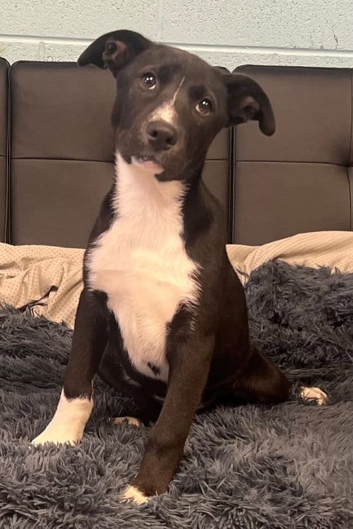 Photo of Donatello, adoptable Husky in Pryor, Oklahoma