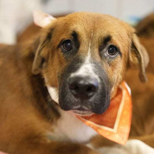 Photo of Bart, adoptable Saint Bernard in San Antonio, Texas