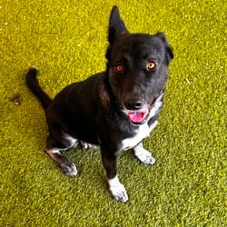 Photo of Dahl 9597, adoptable Shepherd (Unknown Type) Husky in Loxahatchee, Florida
