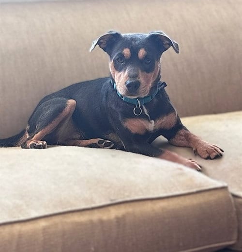 Photo of Rue, adoptable Terrier in Sacramento, California