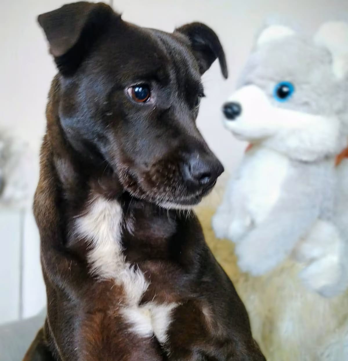 Photo of Lulu, adoptable Labrador Retriever/American Staffordshire Terrier in Vancouver, Washington