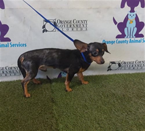 Photo of Biscuit, adoptable Chihuahua in Orlando, Florida