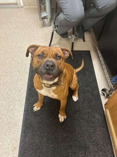 Photo of Zeus, adoptable Pit Bull Terrier in Lewisburg, West Virginia