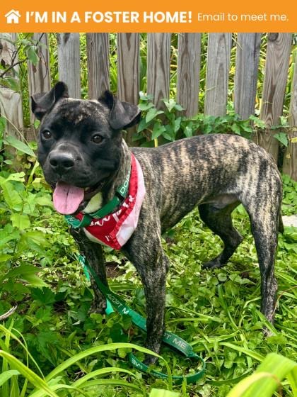 Photo of Booderee 1 (Willoughby), adoptable dog in Baltimore, Maryland
