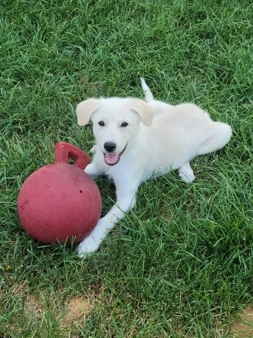 Photo of Ella Mae, adoptable Great Pyrenees in Plainfield, Illinois