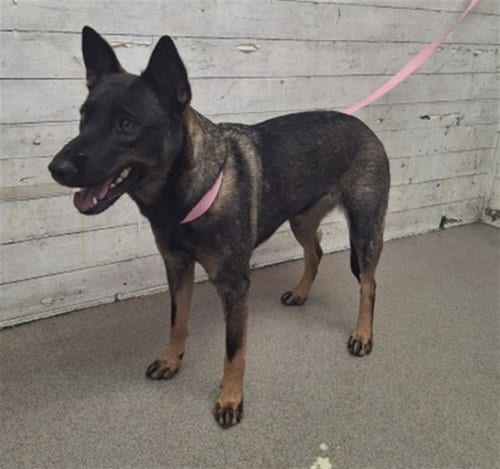 Photo of A598364, adoptable Belgian Shepherd Malinois in San Bernardino, California
