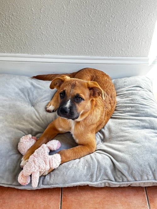 Photo of Arch, adoptable Boxer in Salt Lake City, Utah