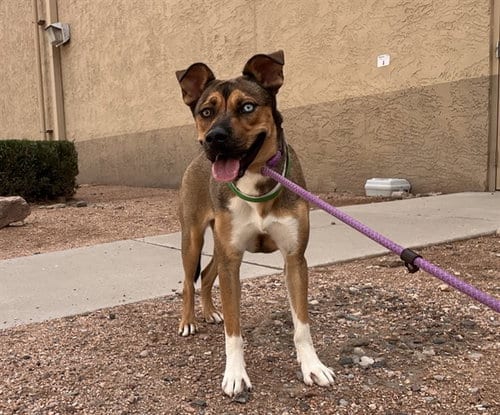 Photo of Lune, adoptable American Pit Bull Terrier in Phoenix, Arizona