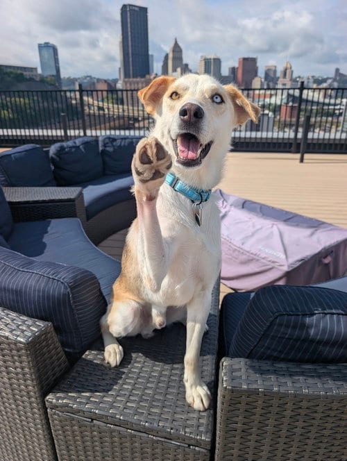 Photo of Thor, adoptable Siberian Husky in Springdale, Pennsylvania