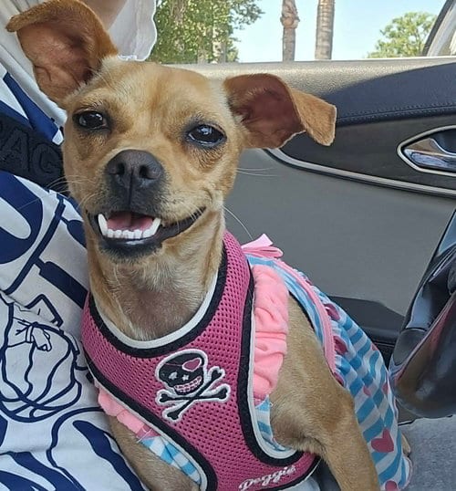 Photo of Star, adoptable Chihuahua in Visalia, California