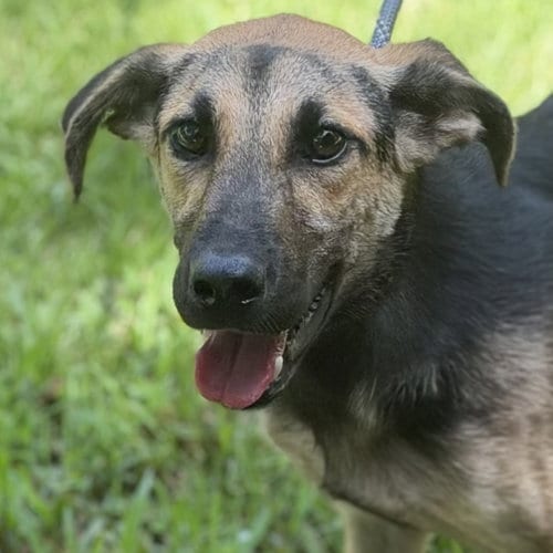 Photo of Carter, adoptable German Shepherd Dog in Yardley, Pennsylvania