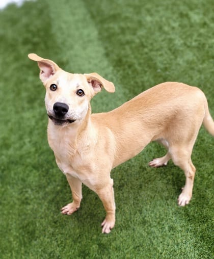 Photo of Cocoa, adoptable dog in Farmington, New Mexico