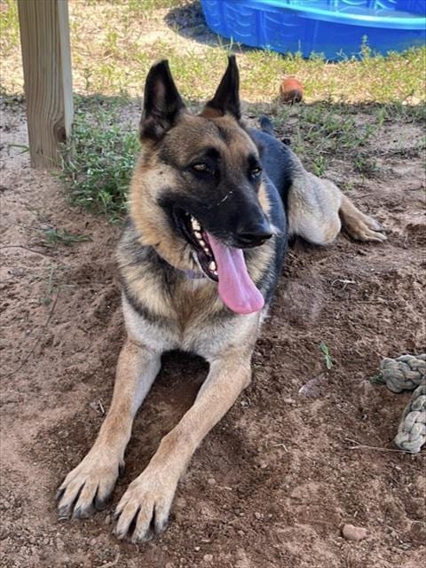 Photo of Natasha, adoptable German Shepherd Dog in Augusta, Georgia