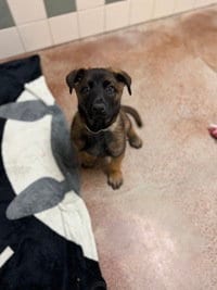 Photo of Maggie, adoptable Belgian Shepherd Dog Sheepdog in Salinas, California
