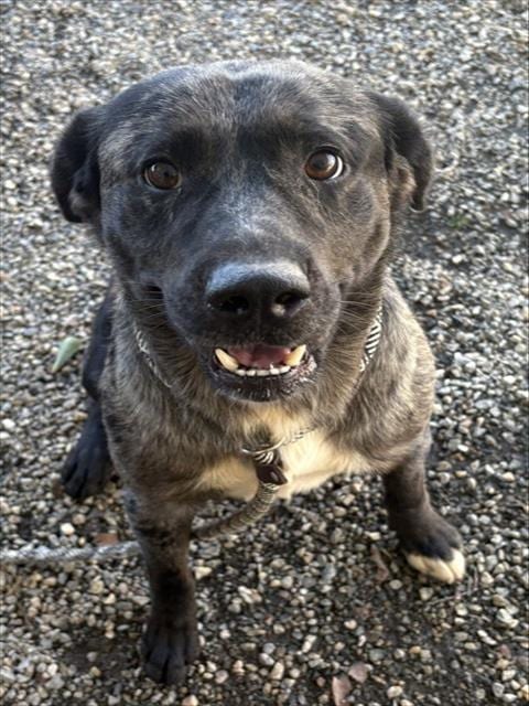 Photo of Huckleberry, adoptable Catahoula Leopard Dog in Palmetto, Florida