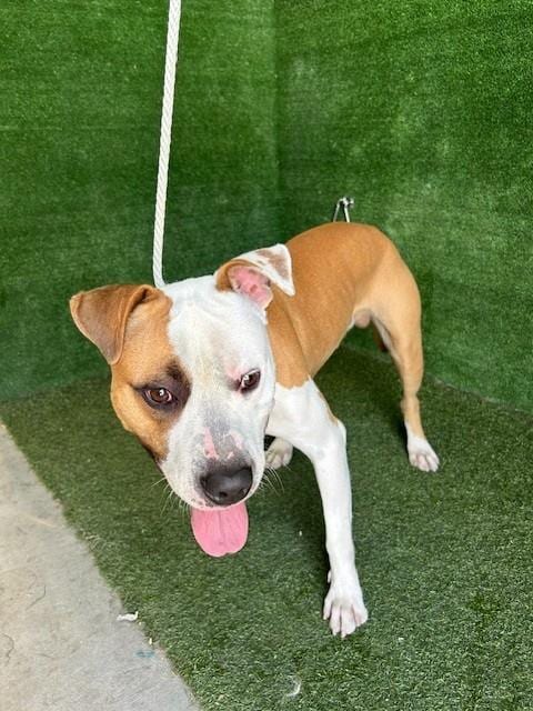 Photo of Vincent, adoptable Pit Bull Terrier in Lancaster, California
