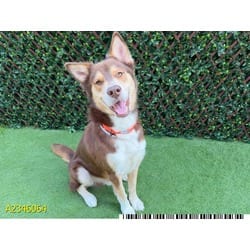 Photo of Buzz Pawldrin, adoptable Mixed Breed (Medium) in West Palm Beach, Florida