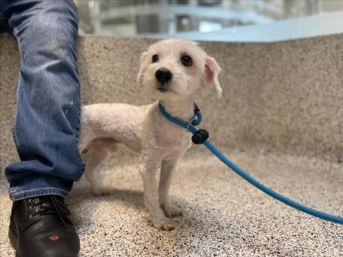Photo of Casper, adoptable Poodle (Miniature) in Los Angeles, California