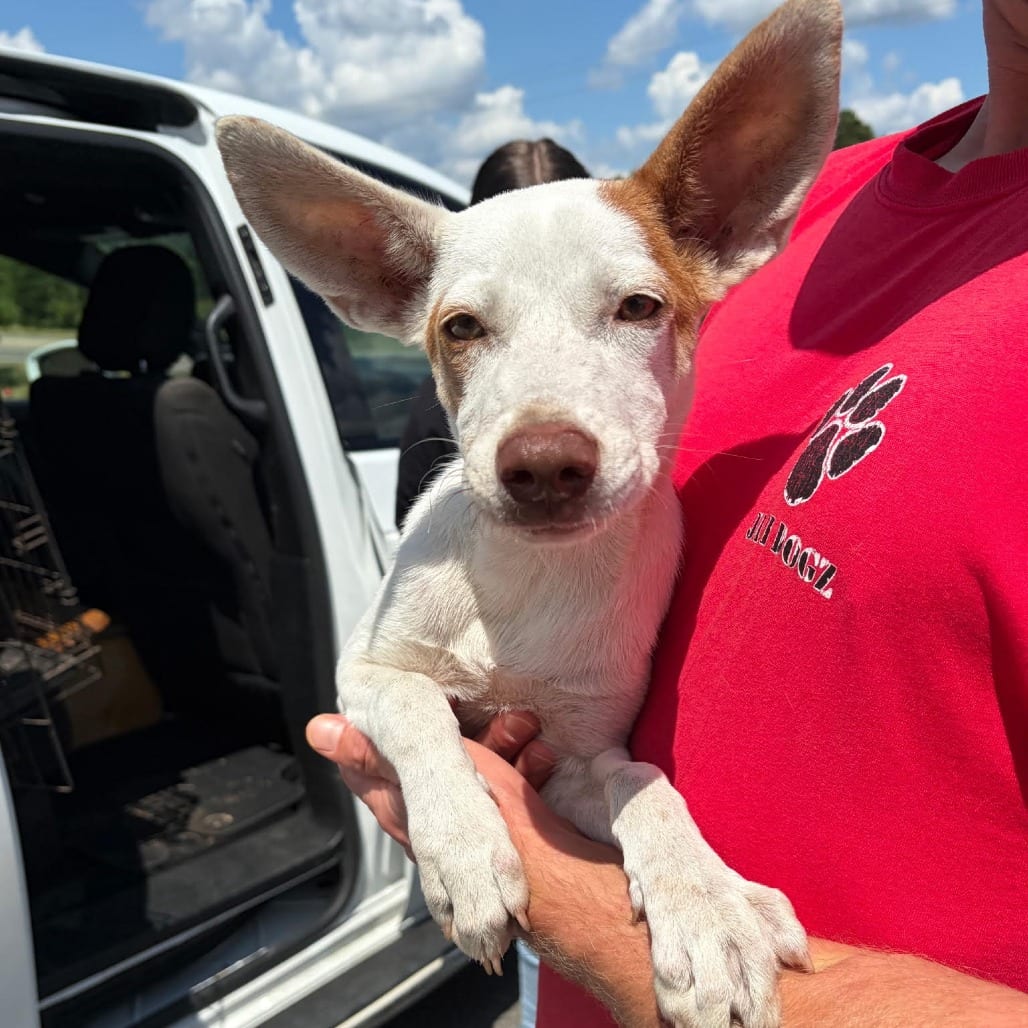 Photo of Pearl, adoptable Retriever / Mix in Marshall, Texas