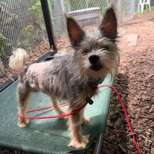 Photo of Keith, adoptable Yorkshire Terrier Yorkie in Lawrenceville, New Jersey