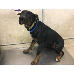 Photo of Archer, adoptable Doberman Pinscher in Jurupa Valley, California