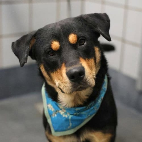 Photo of Duke, adoptable Rottweiler in San Antonio, Texas