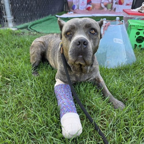 Photo of Bentley, adoptable Mastiff in Long Beach, California
