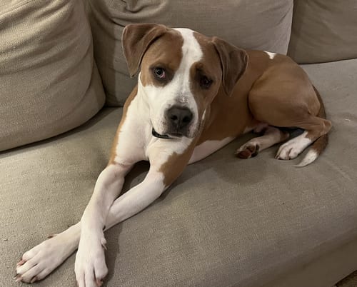 Photo of Norman, adoptable American Bulldog in Atlanta, Georgia