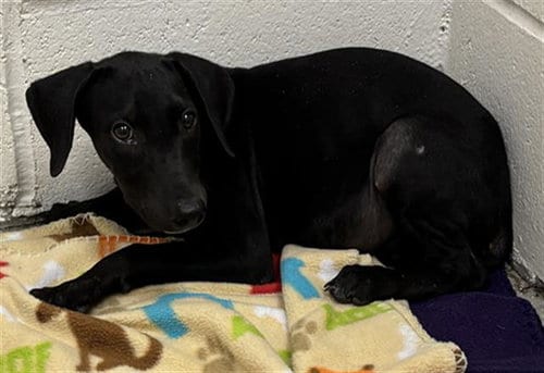 Photo of Bessie, adoptable Labrador Retriever in Rosenberg, Texas