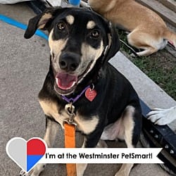 Photo of Kasia, adoptable Hound (Unknown Type) in Fort Collins, Colorado