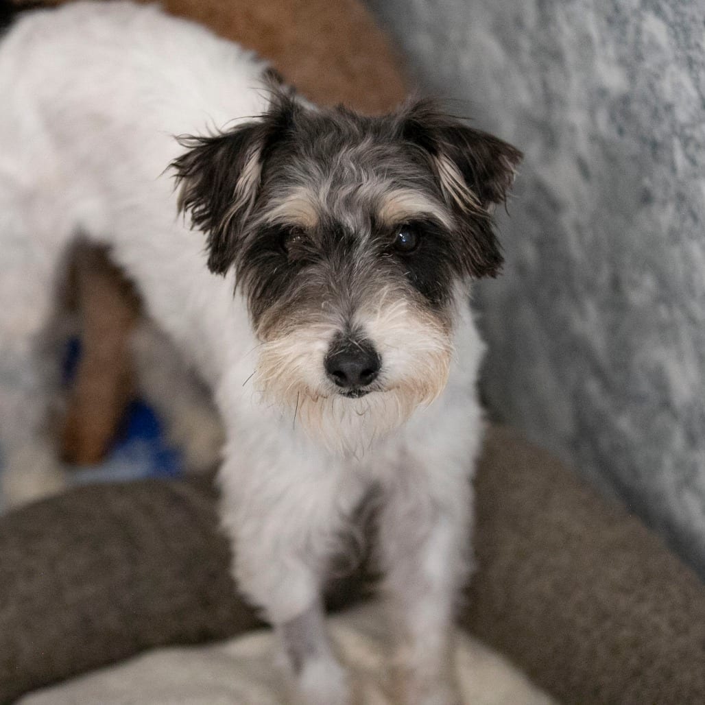 Photo of Whitney (AG26-62), adoptable Terrier, Jack Russell in Colorado Springs, Colorado