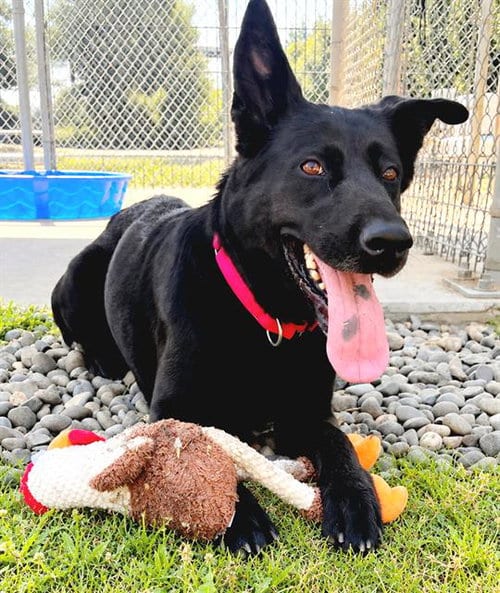 Photo of Izzy, adoptable German Shepherd Dog in Sacramento, California