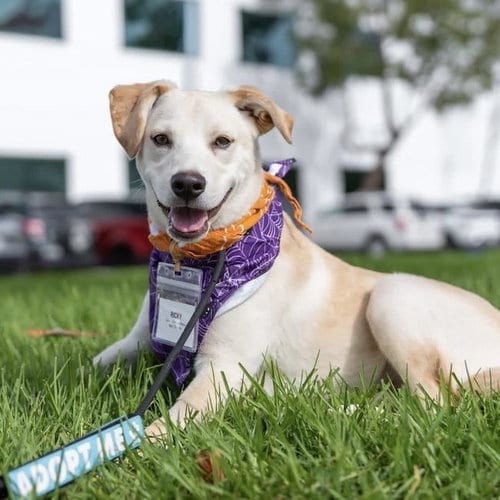 Photo of Ricky, adoptable Labrador Retriever in San Diego, California