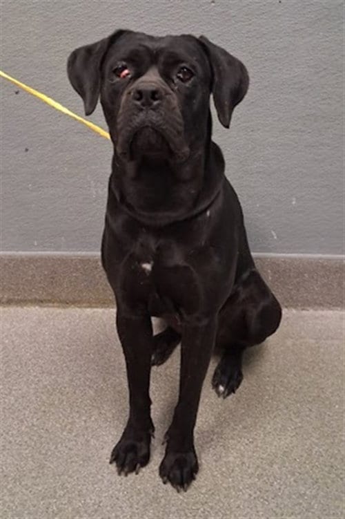 Photo of Athena, adoptable Cane Corso Mastiff in Las Vegas, Nevada