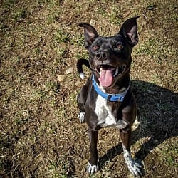 Photo of Atlas, adoptable American Pit Bull Terrier in Carmel, New York