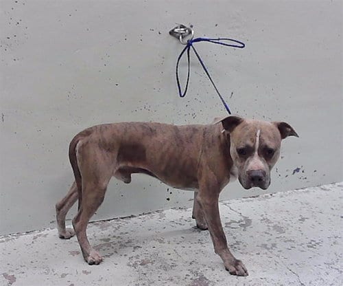 Photo of A2094297, adoptable Staffordshire Bull Terrier in Houston, Texas
