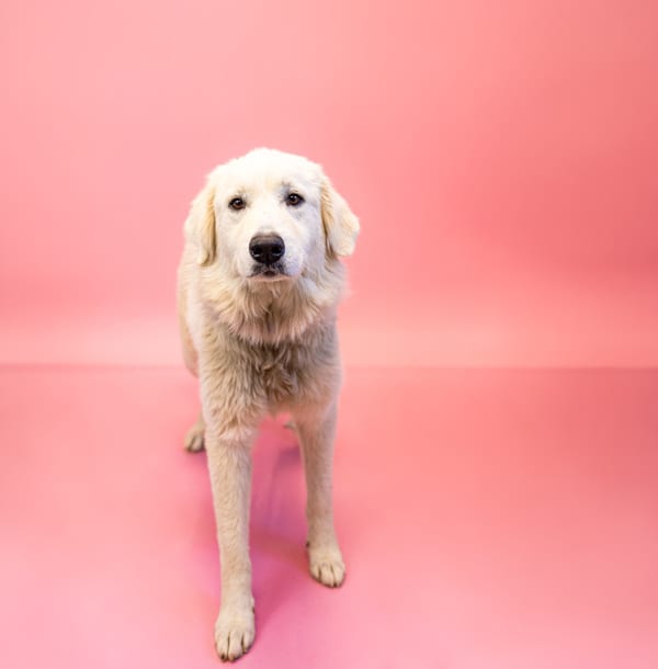 Photo of Igloo, adoptable Great Pyrenees cross in Lawrenceville, Georgia