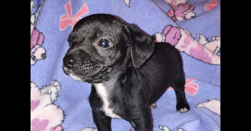 Photo of Marty (TX), adoptable Chihuahua in New York, New York