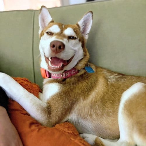 Photo of Brandy, adoptable Unknown breed in Oakland, California