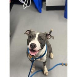 Photo of Bones, adoptable Mixed Breed (Medium) in New Castle, Delaware