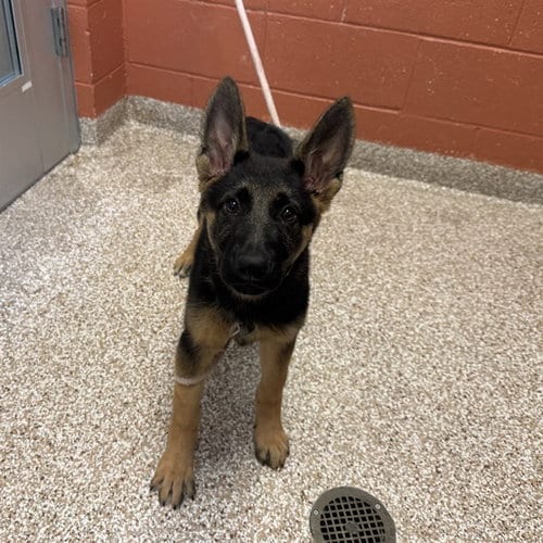 Photo of Blair, adoptable German Shepherd Dog in Pueblo, Colorado