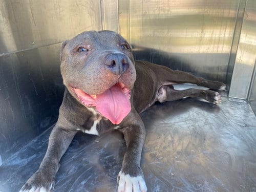 Photo of Blaze, adoptable American Pit Bull Terrier in Garland, Texas