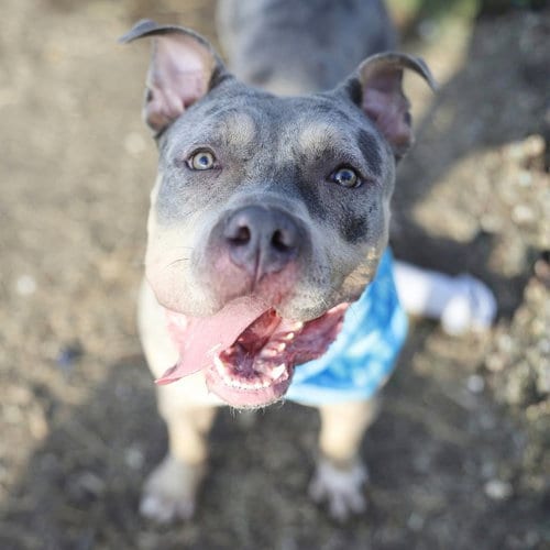 Photo of Rosie, adoptable American Bulldog in San Antonio, Texas