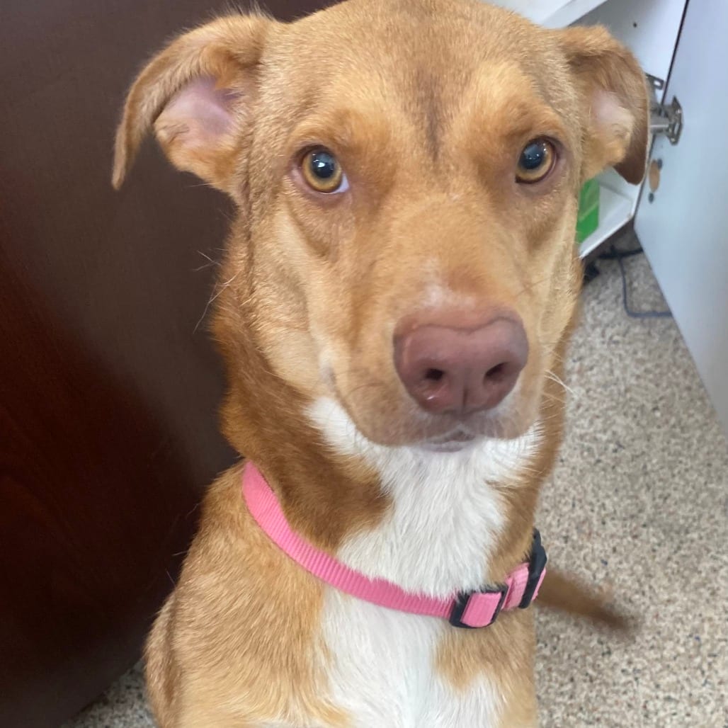 Photo of Tabitha, adoptable Shepherd / Mix in Houston, Texas