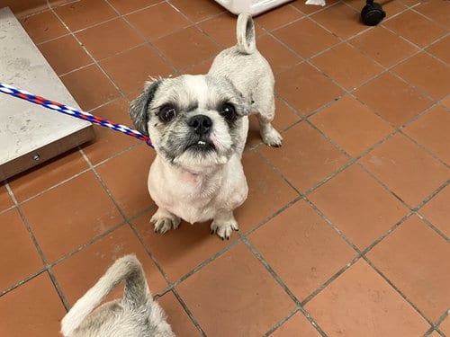 Photo of Happy, adoptable Shih Tzu in Camarillo, California