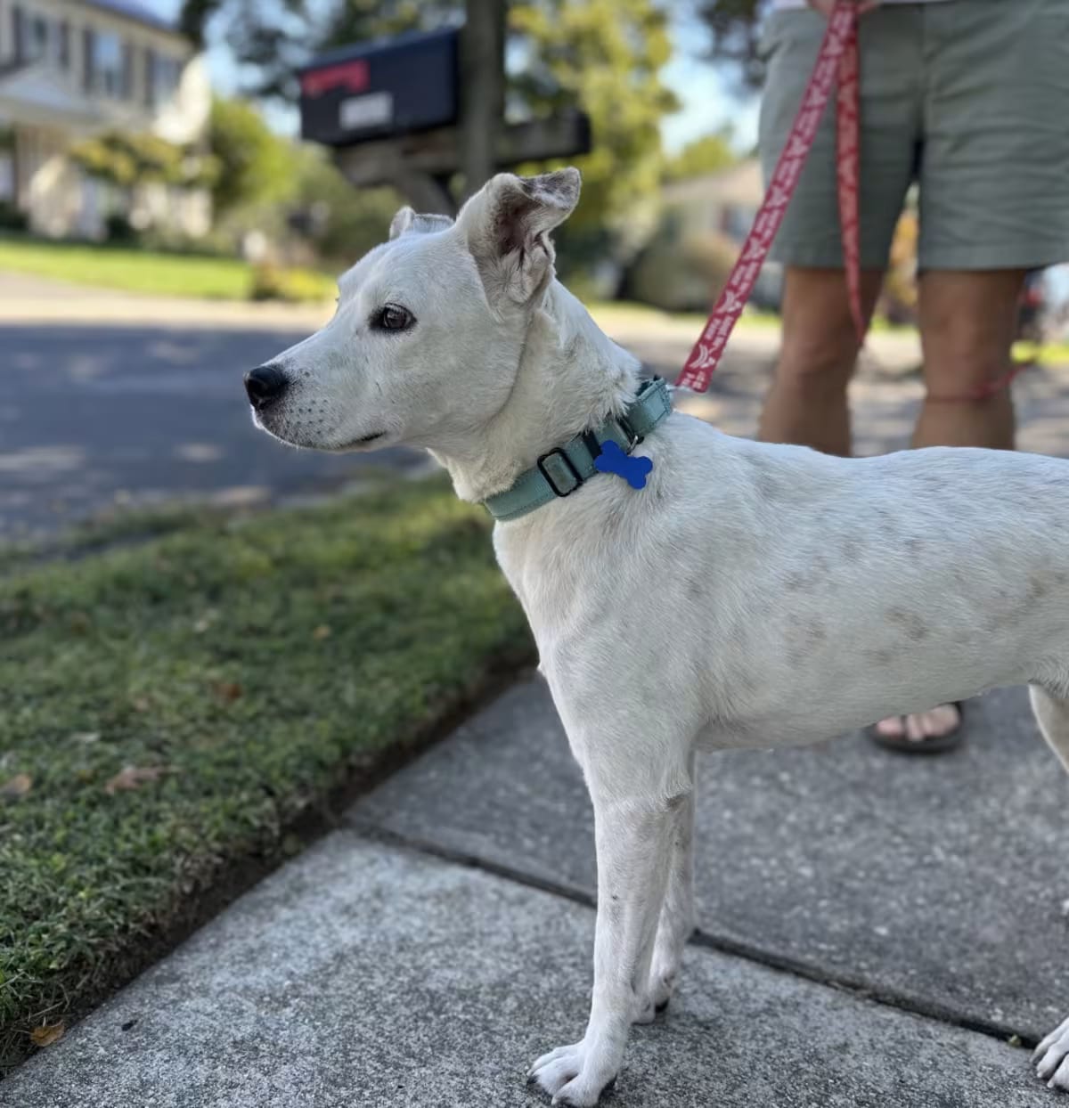 Photo of Millie, adoptable Labrador Retriever/Australian Cattle Dog in Potomac, Maryland